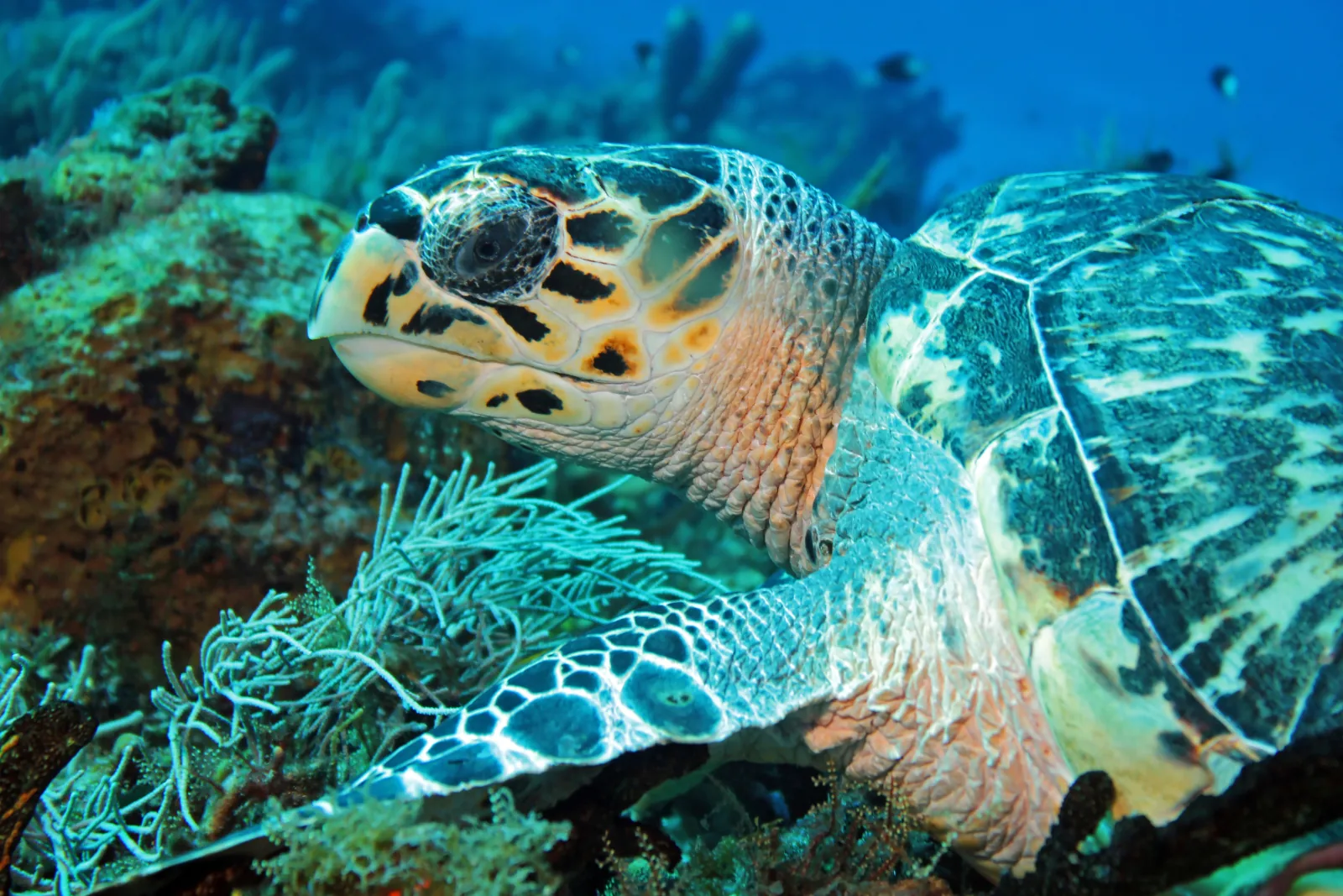Cozumel reef